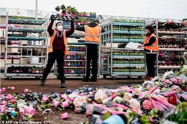 疫情重创鲜花贸易 荷兰销毁1.4亿株郁金香