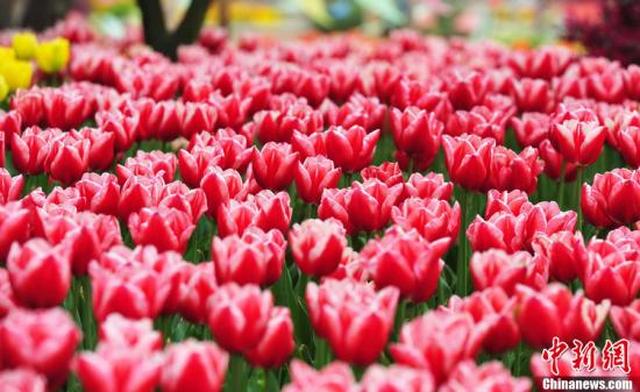 疫情重创花卉市场 荷兰单日销毁百万束鲜花