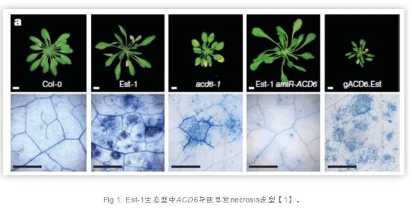 马普所Detlef Weigel实验室揭示植物自发免疫平衡新机制