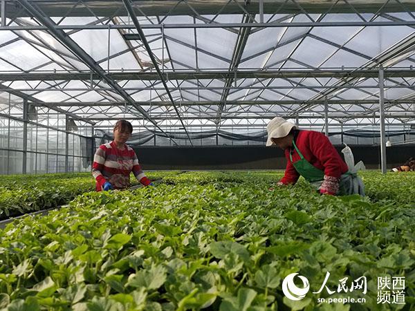 “智慧农业”为桨 陕西大荔推进农业产业高质量发展
