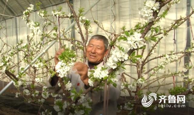 潍坊温室大棚里樱桃花开满园迎新春
