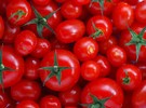 俄罗斯提高进口配额，土耳其出口价值800万美元的番茄