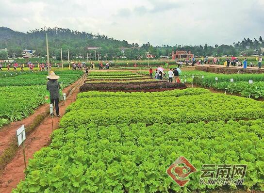 中国云南蔬菜种业博览会在楚雄武定举行