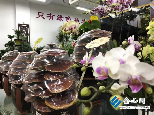“灵芝”成了盆栽 年宵花市场“热”起来