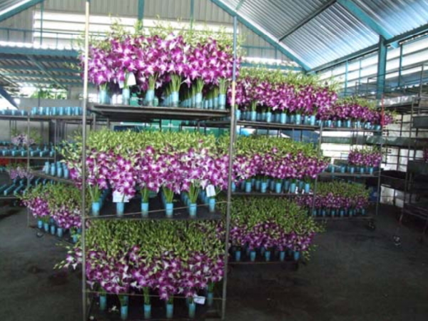 疫情导致泰国每天扔掉数以百万计的兰花