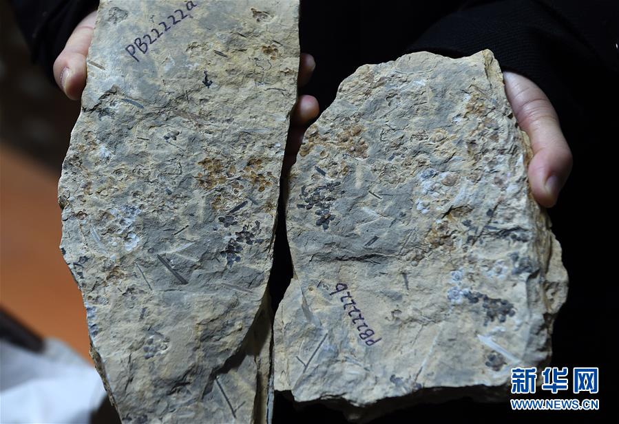科学家发现世界最古老的花朵化石  距今1.74亿年