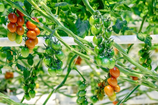 俄罗斯农业部要求暂时限制进口国外番茄