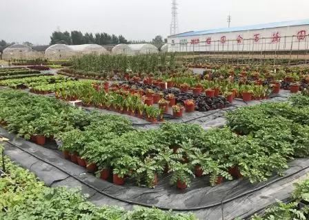 400多种蔬菜争抢2019北京世园会“百蔬园”入场券