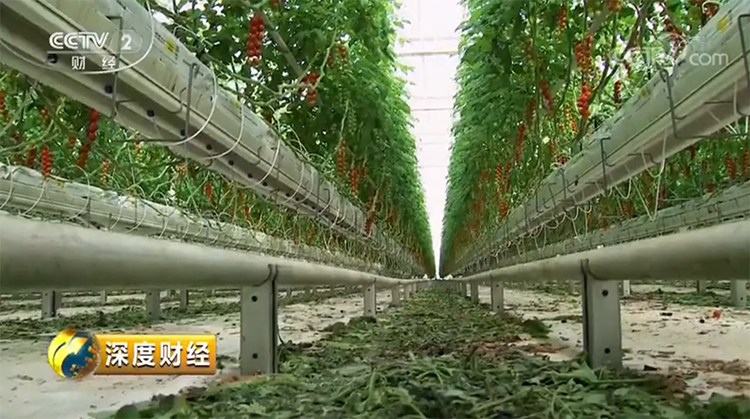 央视财经频道聚焦临邑智慧大棚