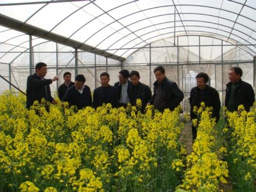 上海农科院成功选育甘蓝型油菜新品种