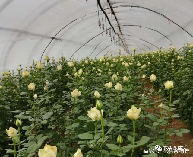 昆明成功入冬开启强降温模式，鲜花行业注意防范！