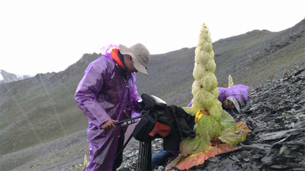 首部国产大型植物类纪录片《改变世界的中国植物》杀青