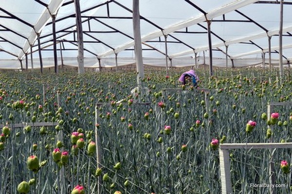 Asocolflores（哥伦比亚花卉出口商协会）为刺激母亲节期间的消费，启动了“花瓣计划（Petal Plan）”