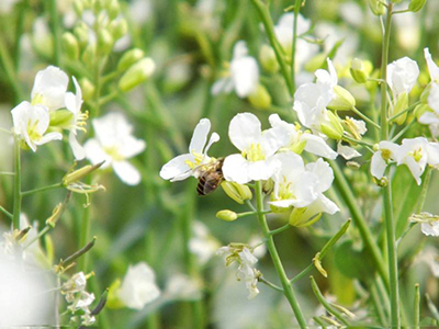 上海农科院成功选育油菜新品种