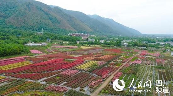 念好“花经”打造现代农业新样本