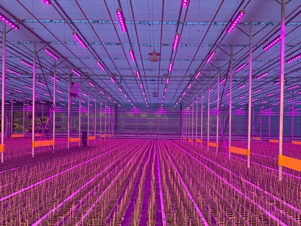 探究：来自波兰的LED灯对哈萨克斯坦温室内西红柿产量的影响