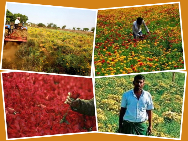 印度政府评估本次疫情对花卉种植者产生的影响