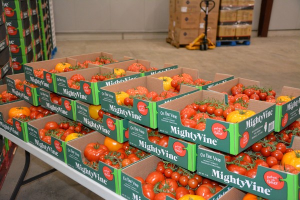 芝加哥的番茄种植者计划进一步扩大种植面积