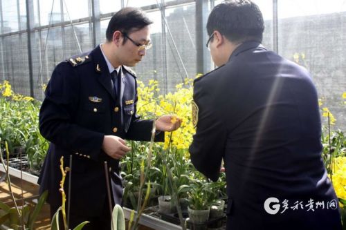 贵州黔西南5.3万株花卉出口越南