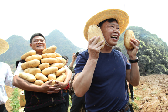 “农民院士”朱有勇农田直播挖土豆 拼多多“带货”一小时售罄25吨