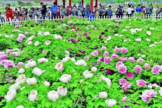 五天的网络投票，真能投出中国“国花”？