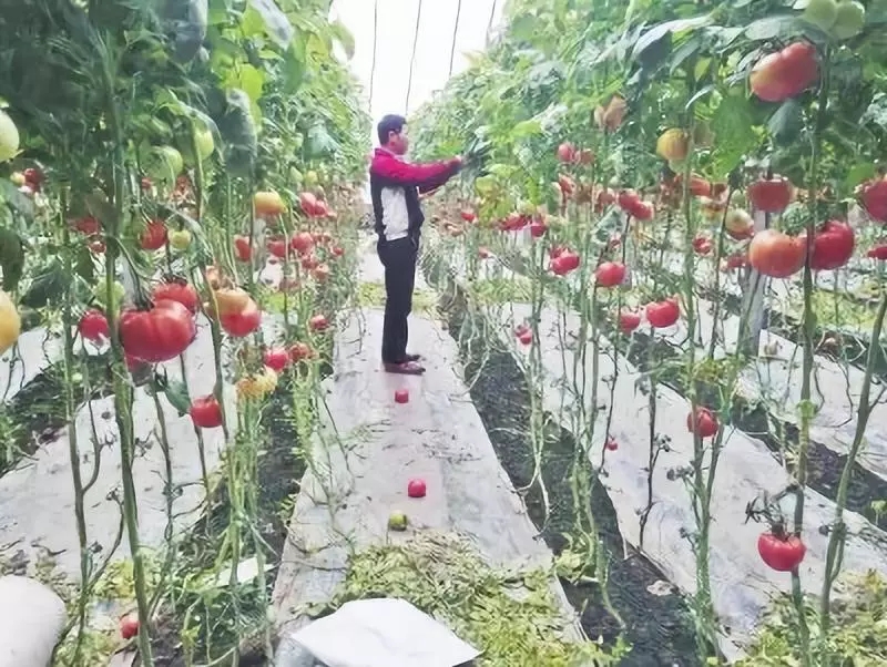 利用秸秆生产生物菌肥实现一举多得