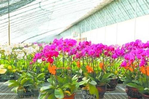 今年一季度：贵州花卉出口创收近20万元