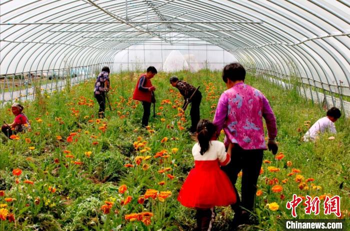 安徽凤阳：多彩非洲菊 脱贫致富花