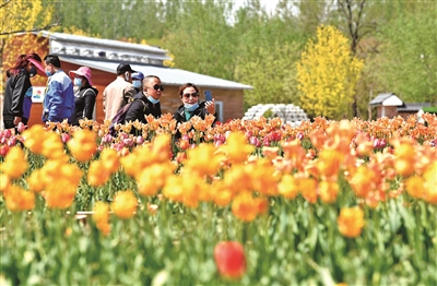 首届国际花园节亮相北京世园公园 世园标志性花卉景观全部恢复