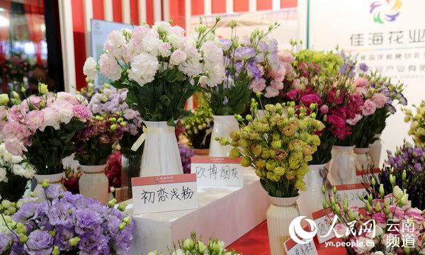 基础厚实  云南鲜切花产量连续25年全国第一
