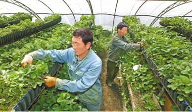 2018年 西藏蔬菜种植面积约38.62万亩