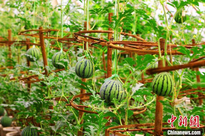 新疆托克逊县“牛奶西瓜”种植助农脱贫