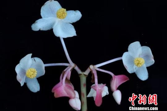 云南普洱发现一新种秋海棠——滇南秋海棠