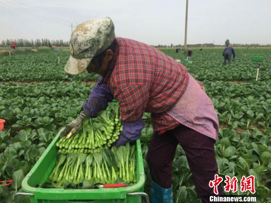 甘肃金昌“戈壁蔬菜”南下直“奔”粤港澳