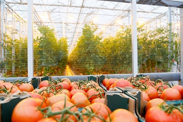 俄罗斯：伏尔加格勒地区温室蔬菜产量增加了一倍