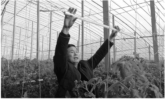 一个大棚就是一个生产车间