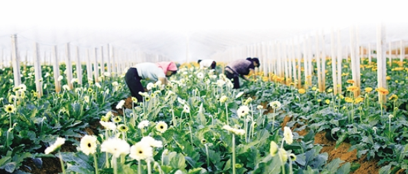 昆明晋宁花卉种植规模近5万亩 产值近16亿元