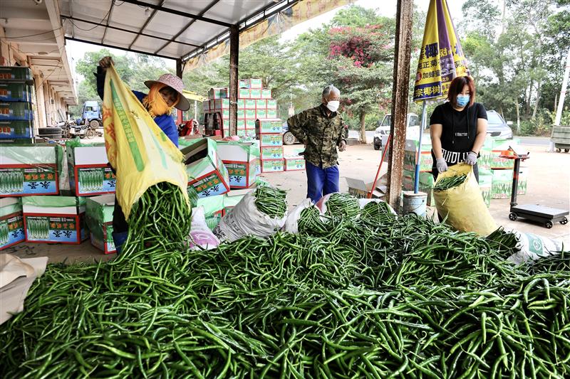 海南多措并举力促冬季瓜果菜运销