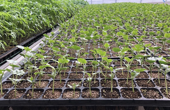 促进设施蔬菜生产 北京市农业技术推广站给您提个醒