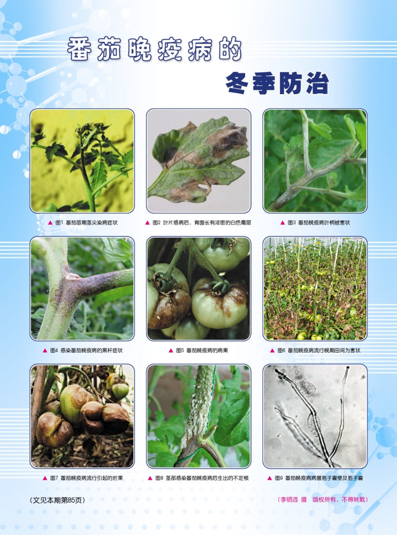 菜保拾零（二）番茄晚疫病的冬季防治_第3页