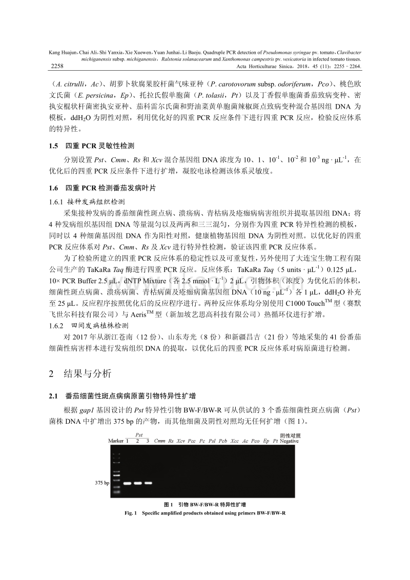 番茄细菌性斑点病菌、溃疡病菌、青枯病菌和疮痂病菌的四重PCR检测方法.pdf_第5页