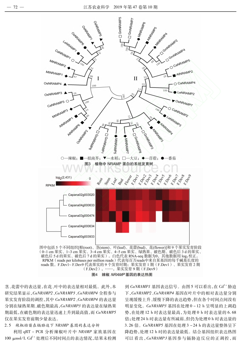 辣椒CaNRAMP基因家族的鉴定与表达分析.pdf_第4页