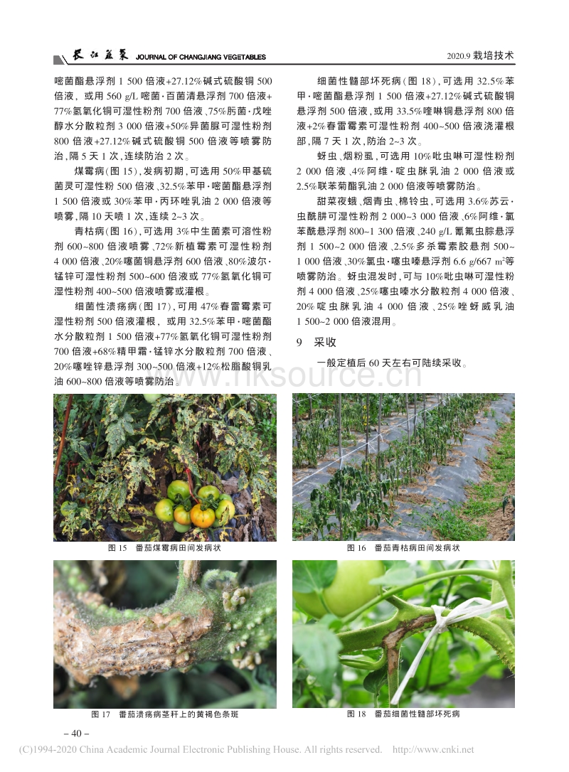 益阳地区番茄大棚早春定植及田间管理技术要点.pdf_第4页