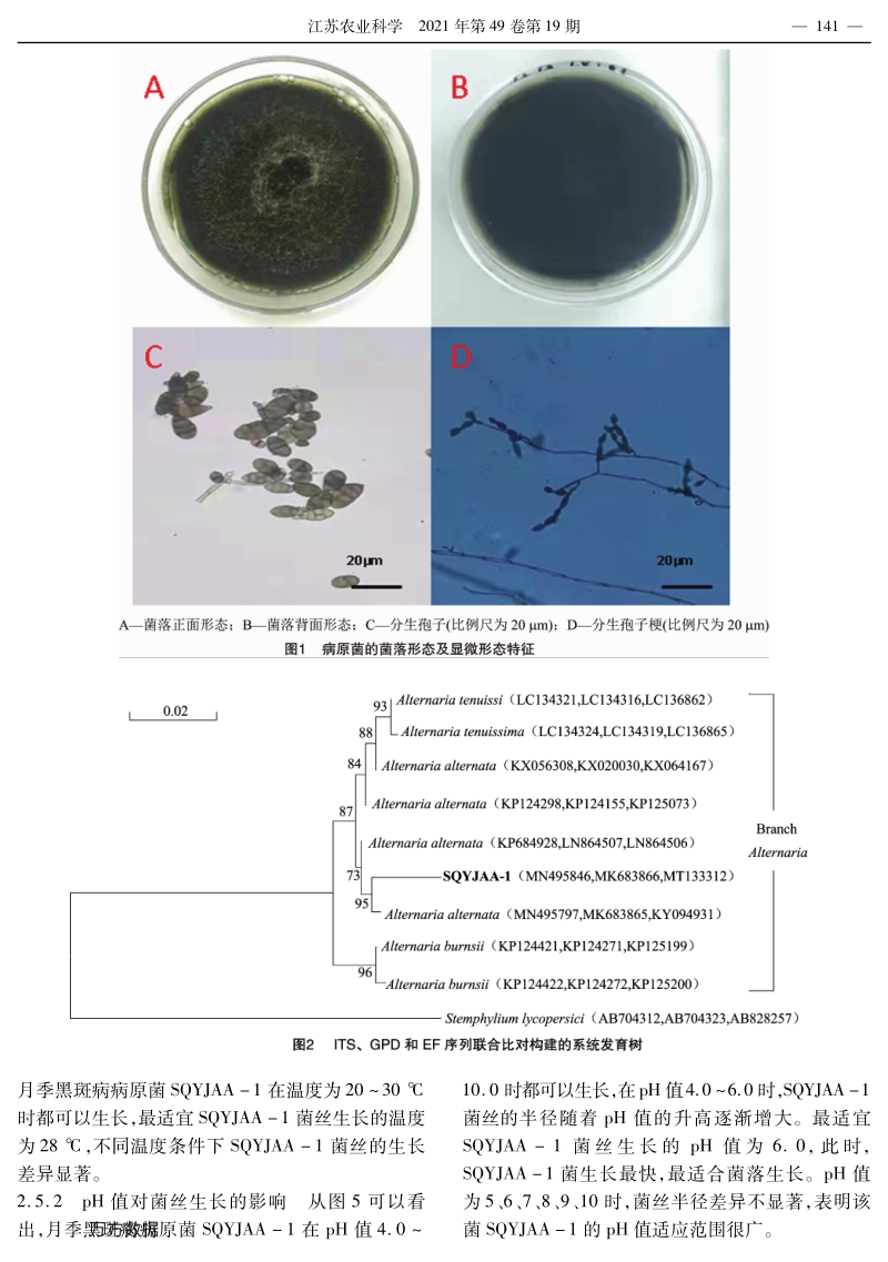 河南商丘月季黑斑病病原菌鉴定及生物学特性.pdf_第4页