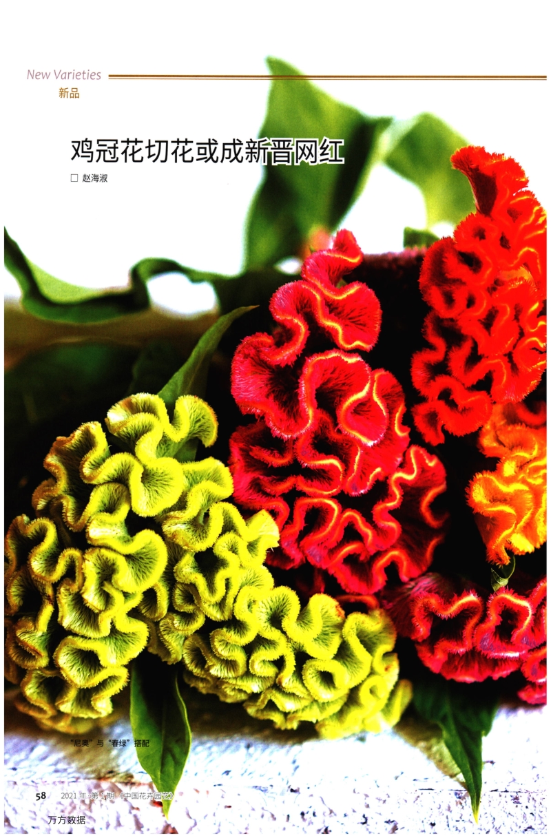 鸡冠花切花或成新晋网红.pdf_第1页