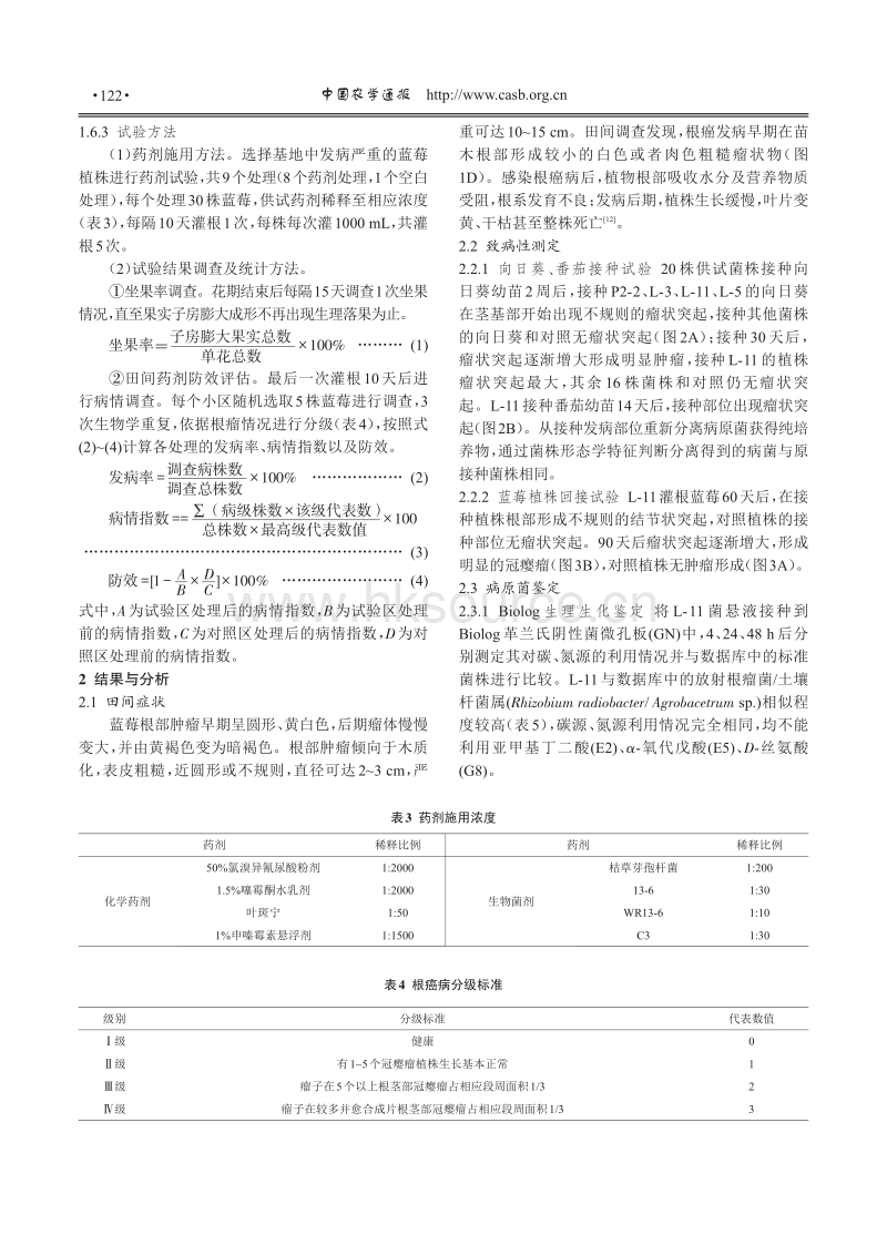 云南蓝莓根癌病病原鉴定及其防控药剂的筛选.pdf_第4页
