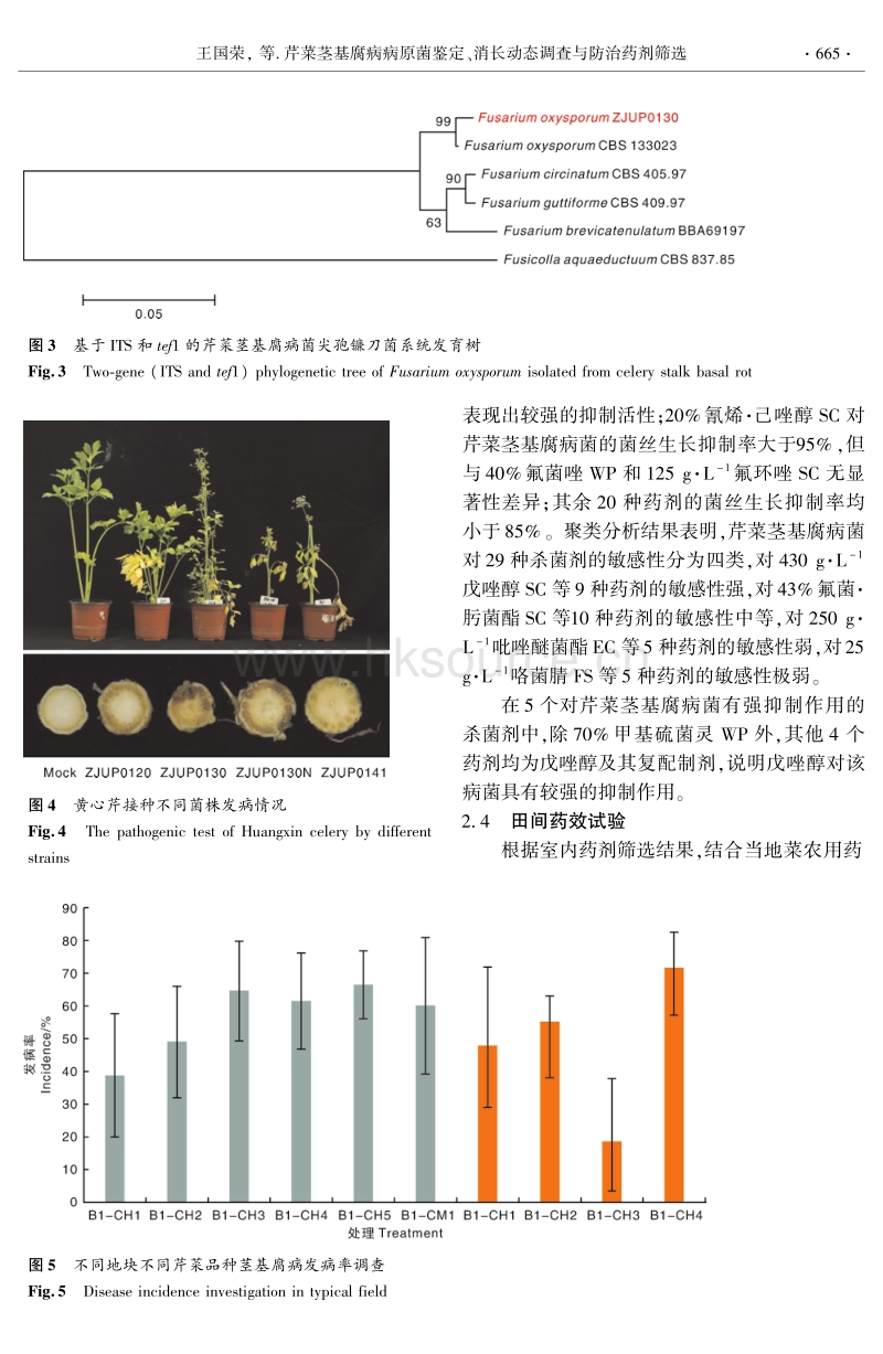 芹菜茎基腐病病原菌鉴定、消长动态调查与防治药剂筛选.pdf_第5页