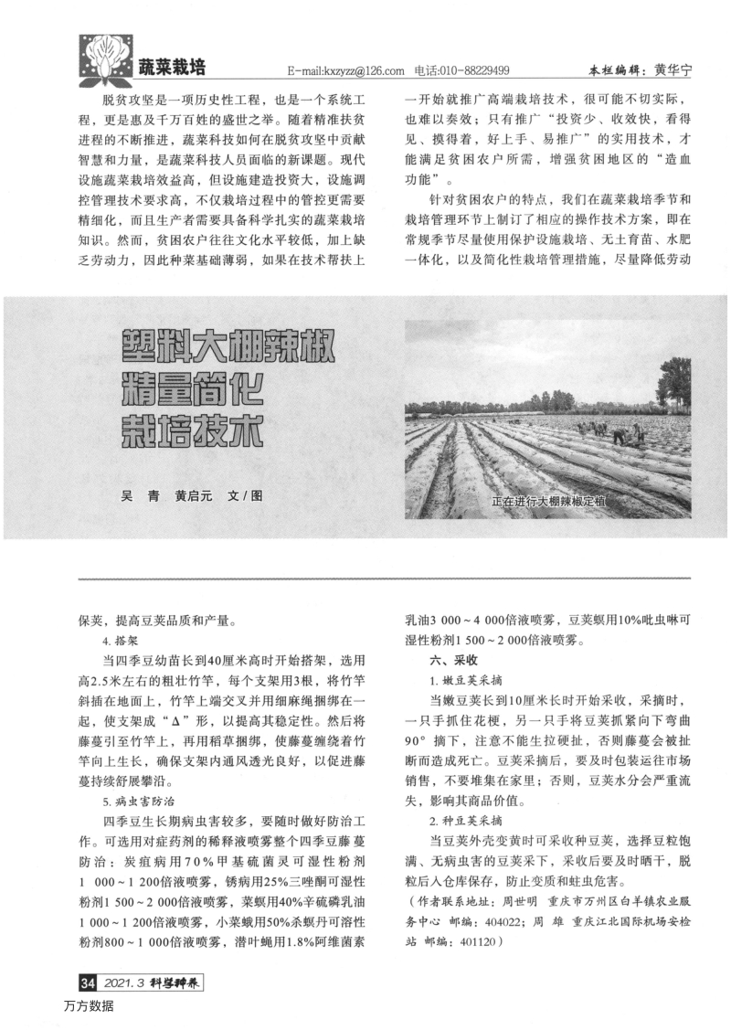 塑料大棚辣椒精量简化栽培技术.pdf_第1页