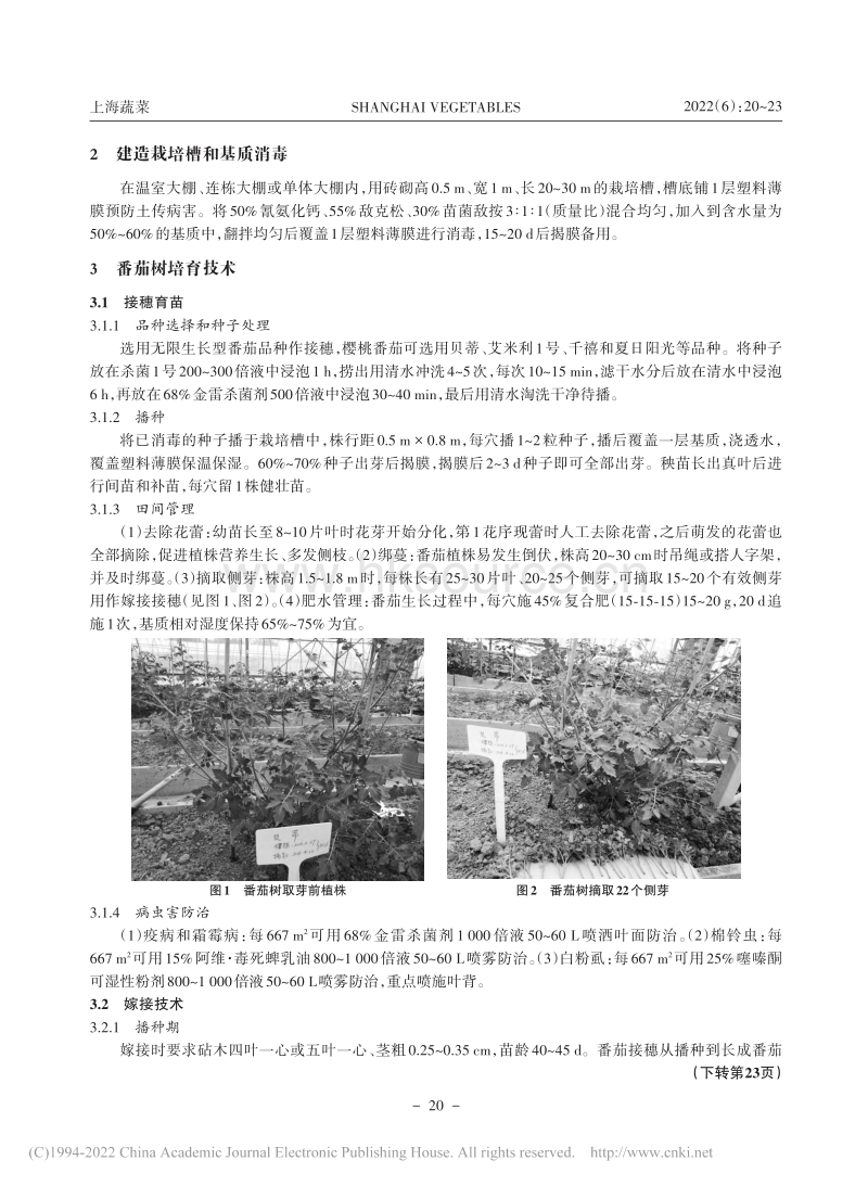 用作嫁接接穗的无毒多芽番茄树培育技术.pdf_第2页