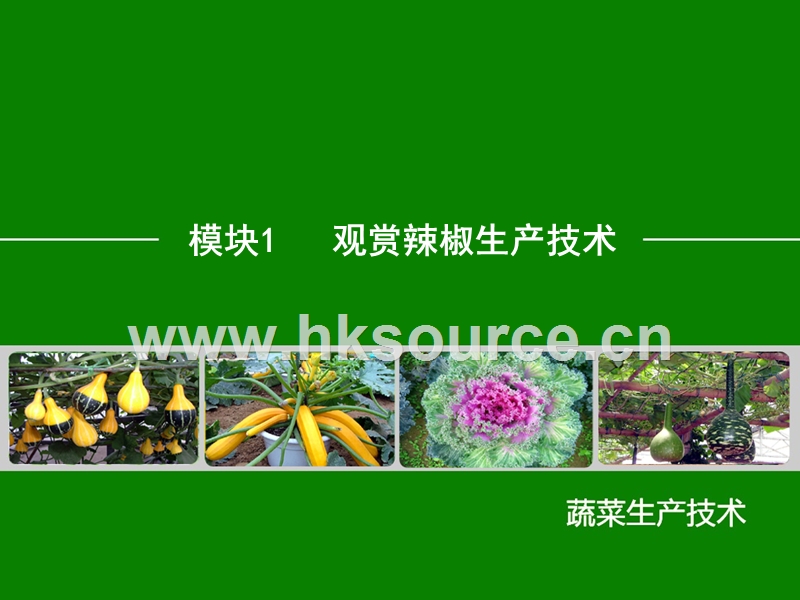 蔬菜生产技术（北方本）课件 15.1　观赏辣椒生产技术.ppt_第2页